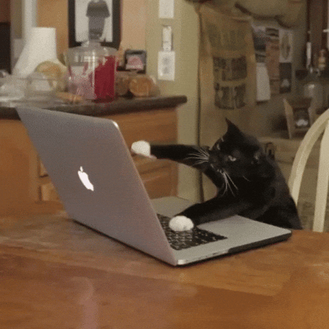 cat typing gif